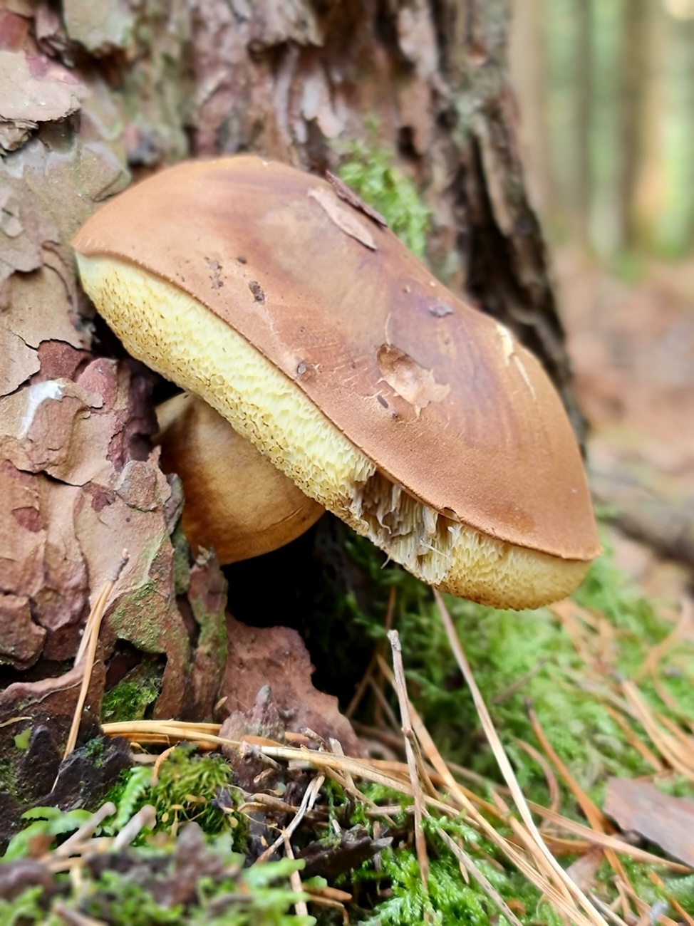 Wunderbarer Herbst-Spaziergang durch den Wald