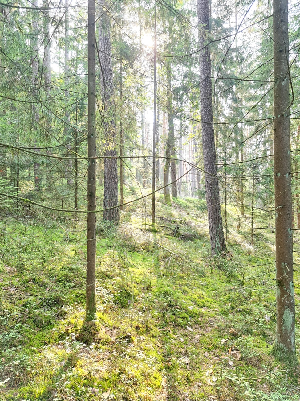 Wunderbarer Herbst-Spaziergang durch den Wald