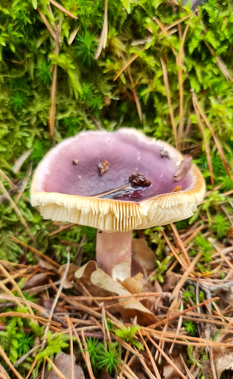 Wunderbarer Herbst-Spaziergang durch den Wald