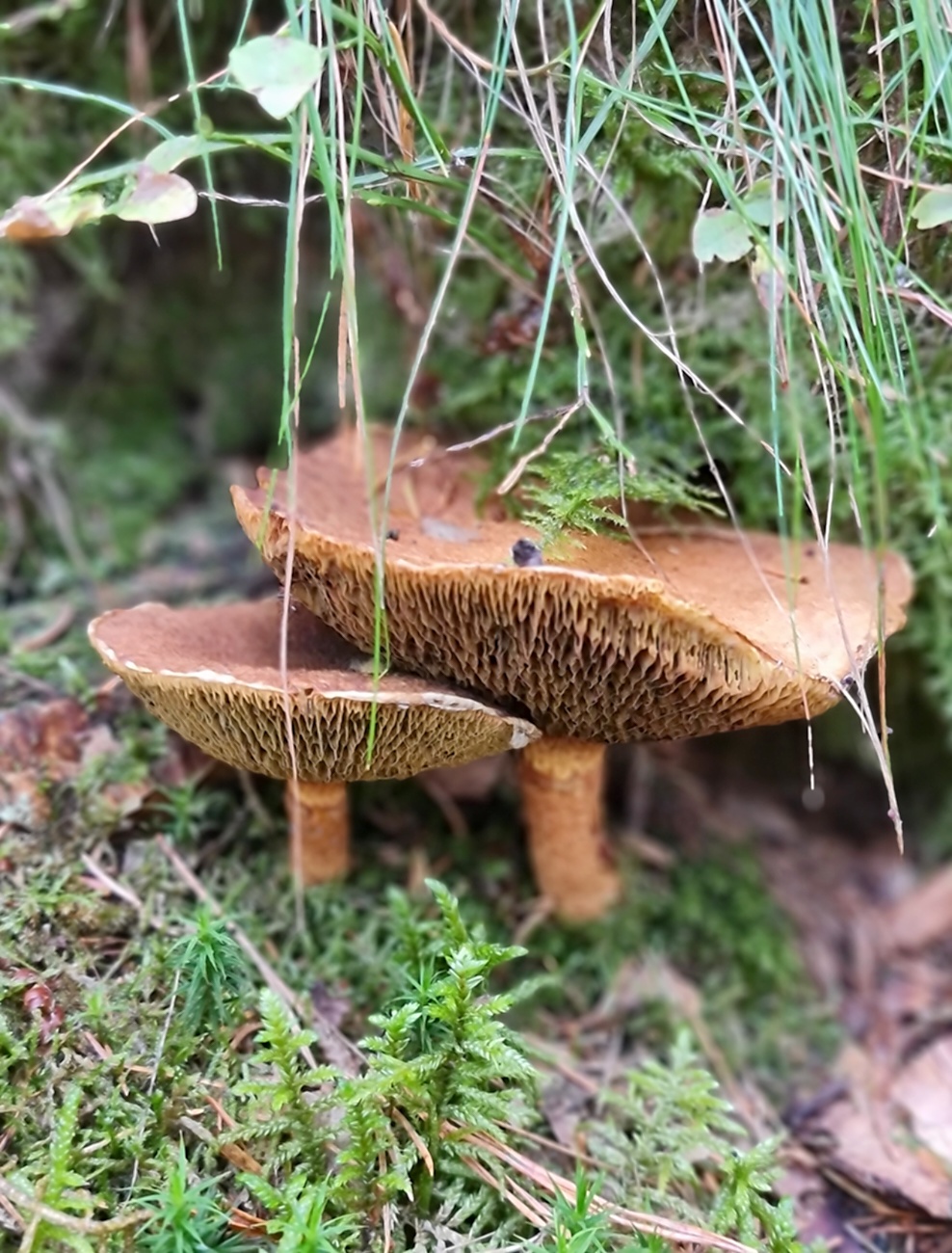 Wunderbarer Herbst-Spaziergang durch den Wald