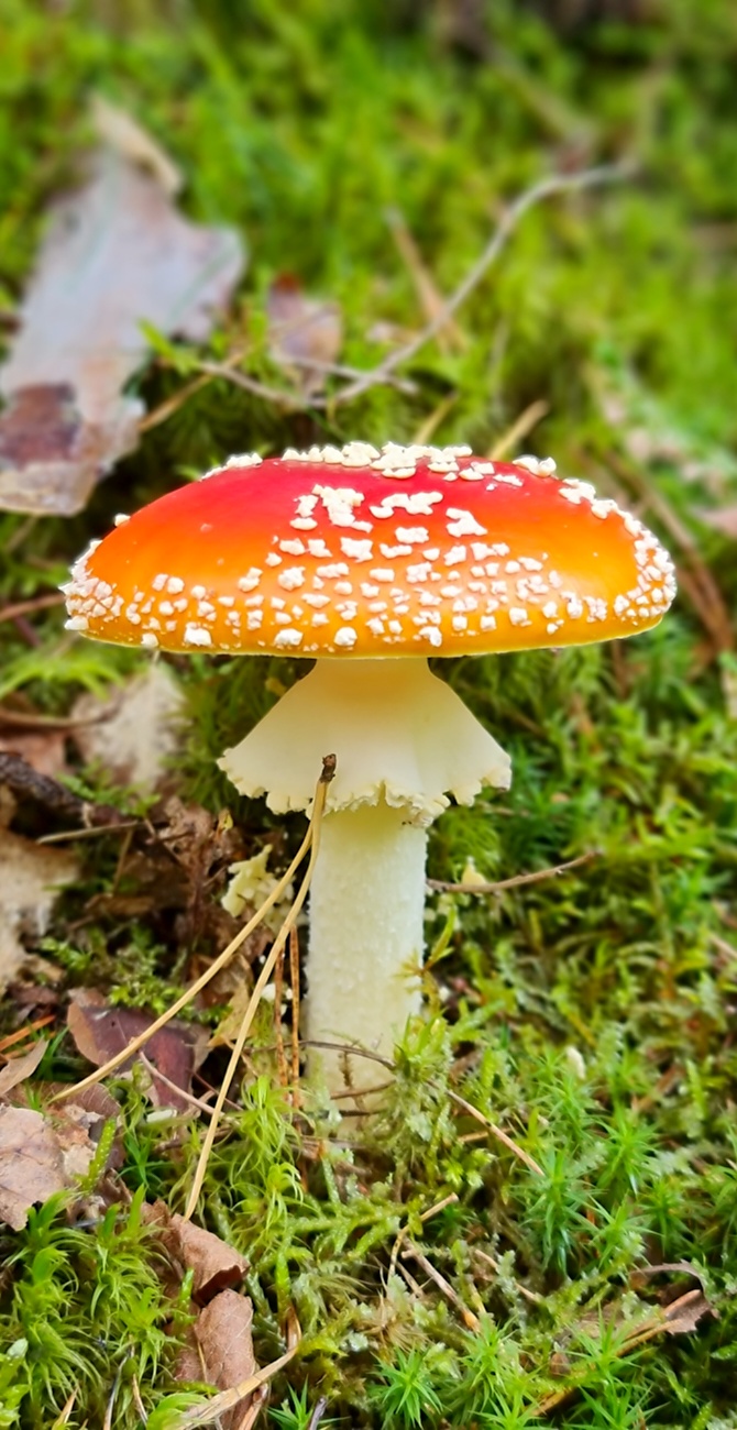 Wunderbarer Herbst-Spaziergang durch den Wald