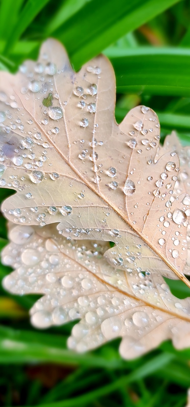 Wunderbarer Herbst-Spaziergang durch den Wald
