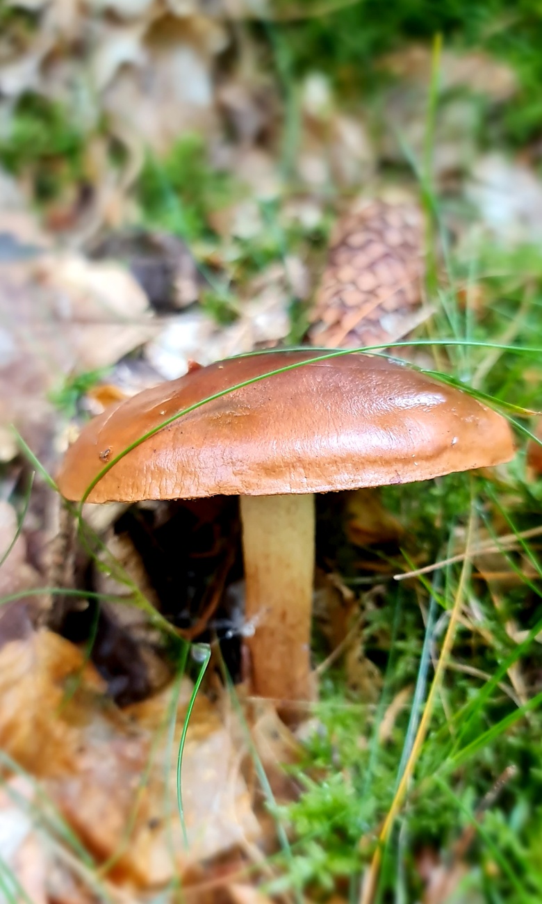 Wunderbarer Herbst-Spaziergang durch den Wald