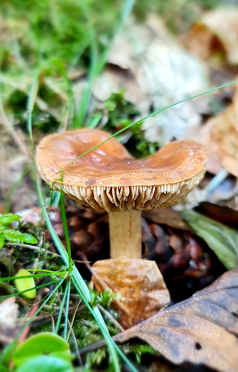 Wunderbarer Herbst-Spaziergang durch den Wald