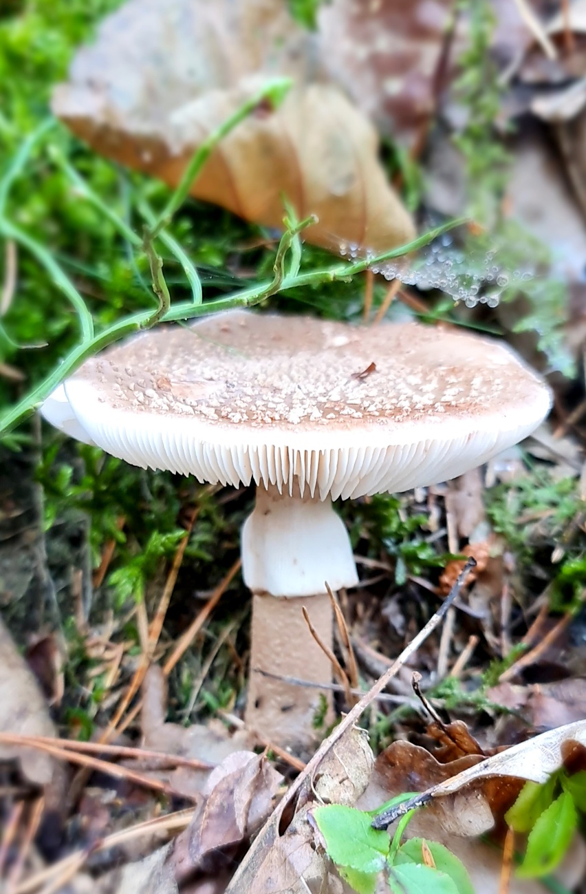 Wunderbarer Herbst-Spaziergang durch den Wald