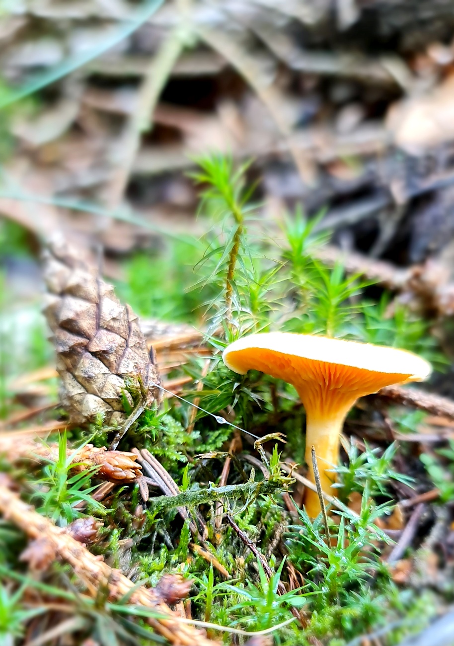 Wunderbarer Herbst-Spaziergang durch den Wald