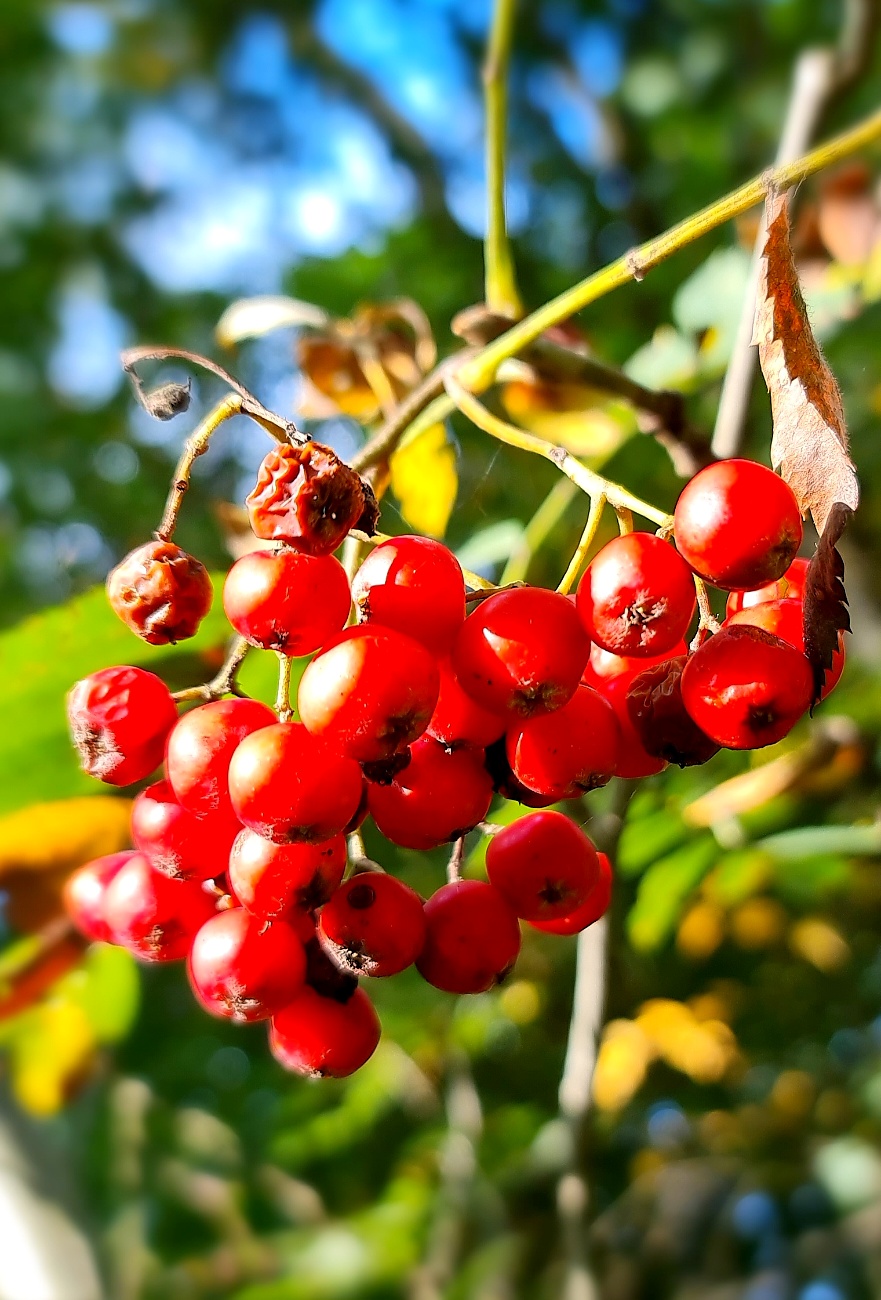 Wunderbarer Herbst-Spaziergang durch den Wald