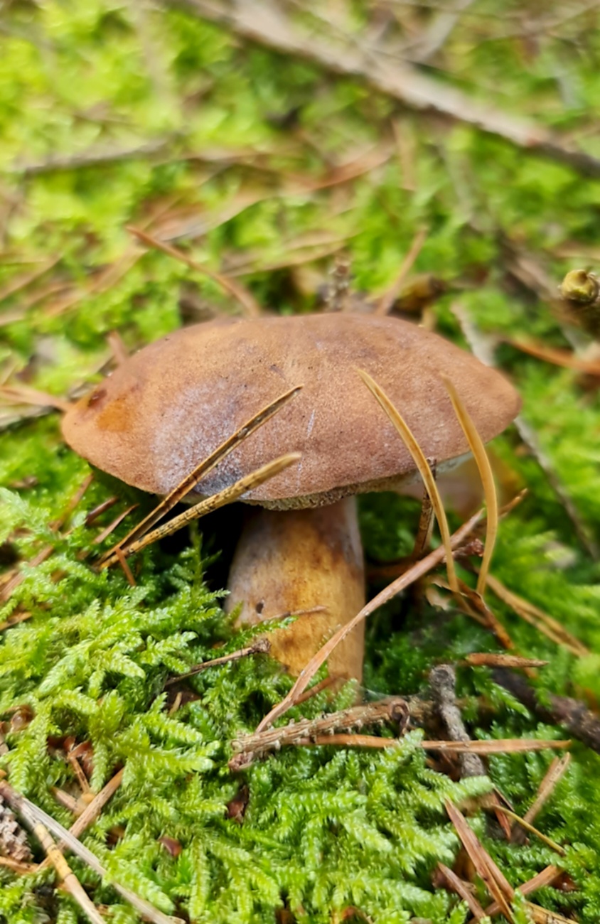 Wunderbarer Herbst-Spaziergang durch den Wald