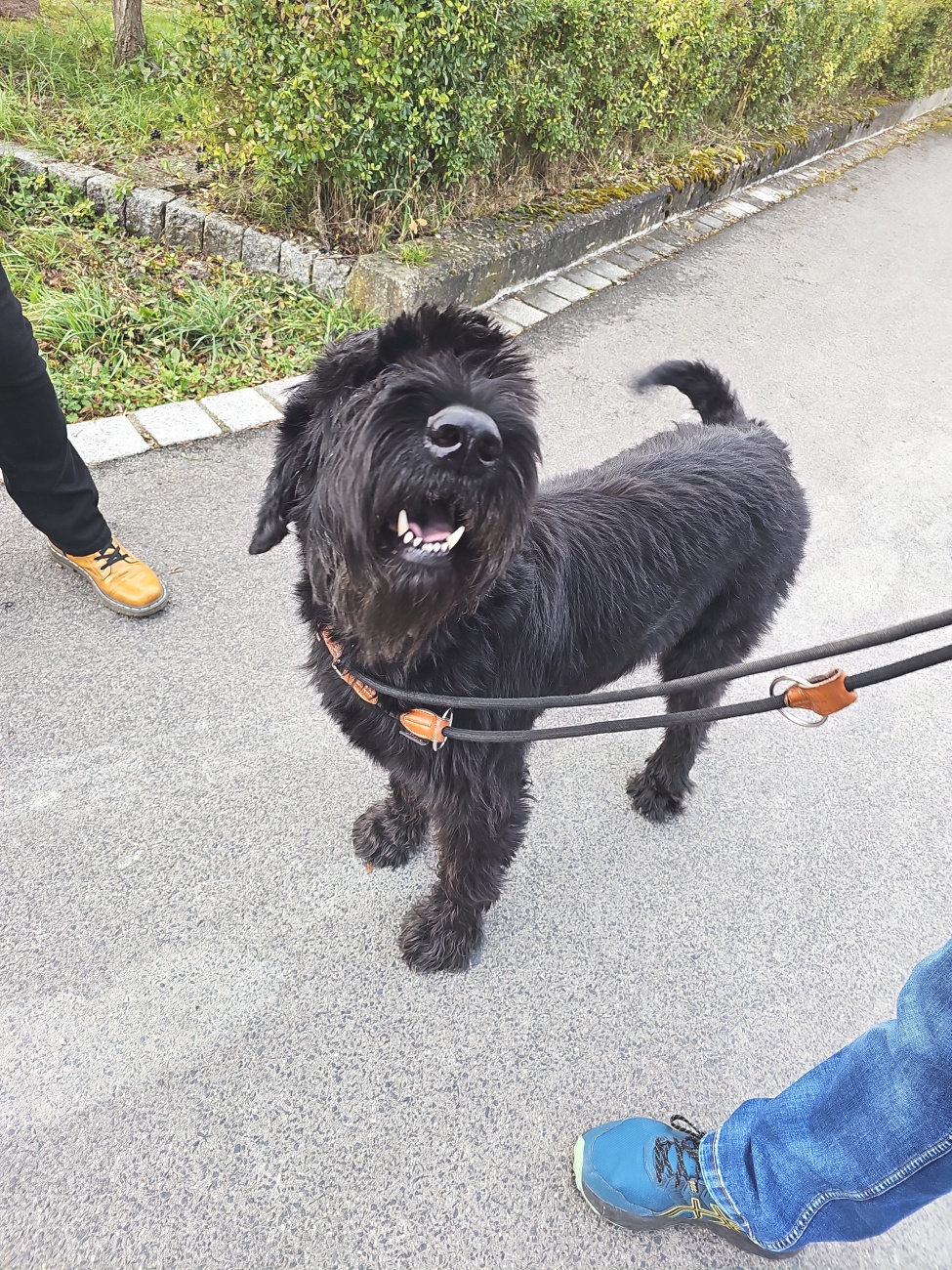 Ein imposanter Hund mit markanter Schnauze, buschigem Bart und dichter, schwarzer Drahtfellstruktur blickt aufmerksam in die Kamera. Buschige Augenbrauen kennzeichnen die robuste Riesenschnauzer-Rasse. Wachsam, freundlich und treu begleitet er aktive Familien.