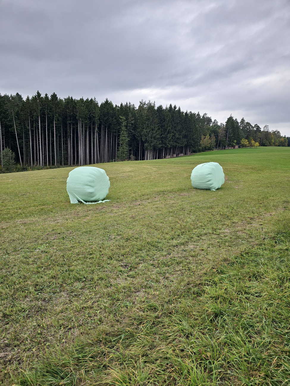 Zwei große, hellgrün eingewickelte Rundballen liegen auf einer Wiese. Die grüne Kunststofffolie schließt das Futter luftdicht ab, fördert die gewünschte Gärung und bewahrt wichtige Nährstoffe. Ihre helle Farbe fügt sich gut in die Landschaft ein.