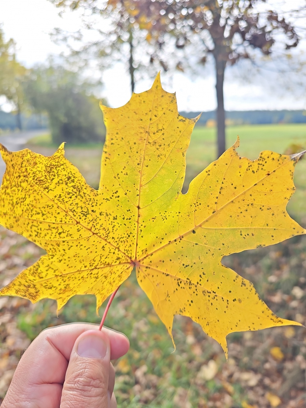 Ein goldenes Ahornblatt mit schwarzen Pilzflecken steht im Fokus, herbstlich leuchtend gehalten.