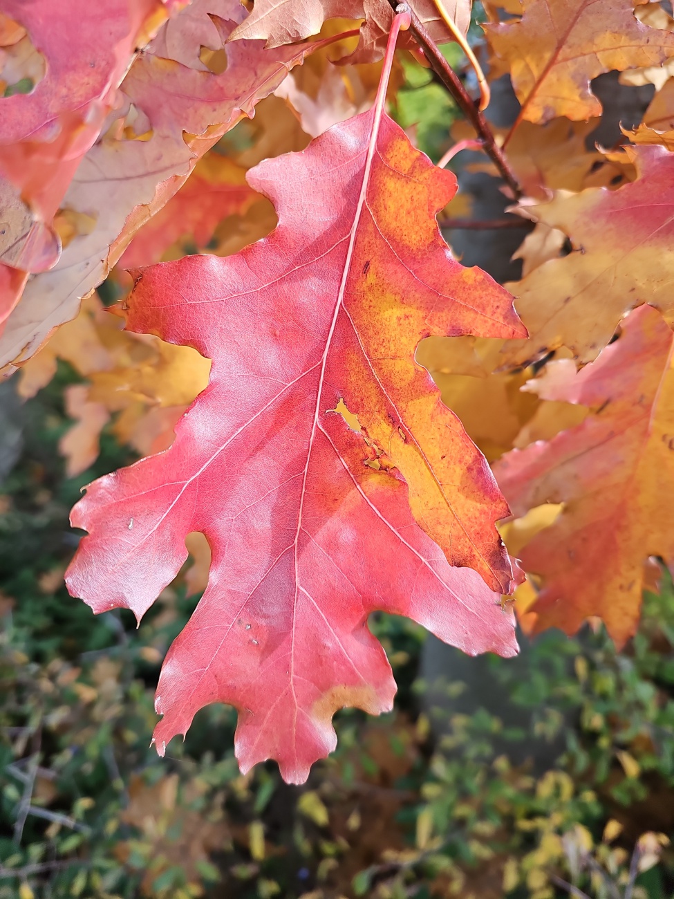 Leuchtend orangerotes, stark gelapptes Blatt mit deutlicher Mittelrippe einer Rot-Eiche im Herbst.