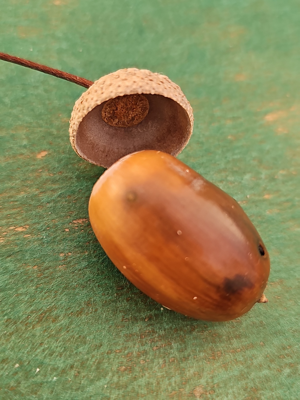 Die Nahaufnahme zeigt eine herbstliche Eichel mit ihrer becherförmigen Fruchtkapsel, der Cupula, die fein geschuppt ist – typisch für Eicheln. Die braun glänzende Nuss bildet einen stilvollen Kontrast zur strukturierten Hülle, die sie schützt.