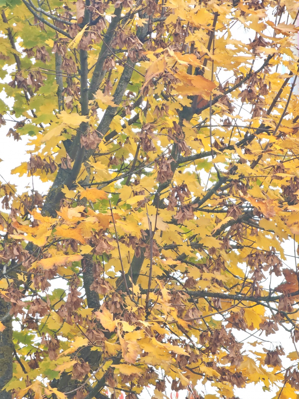 Leuchtend gelbe Ahornblätter und braune Samen prägen das herbstliche Bild. Das Licht spielt im Blattwerk und fängt die warme Stimmung der Jahreszeit ein. Um Kemnath im nordöstlichen Bayern werden Ahornbäume jetzt zum auffälligen Wegbegleiter.