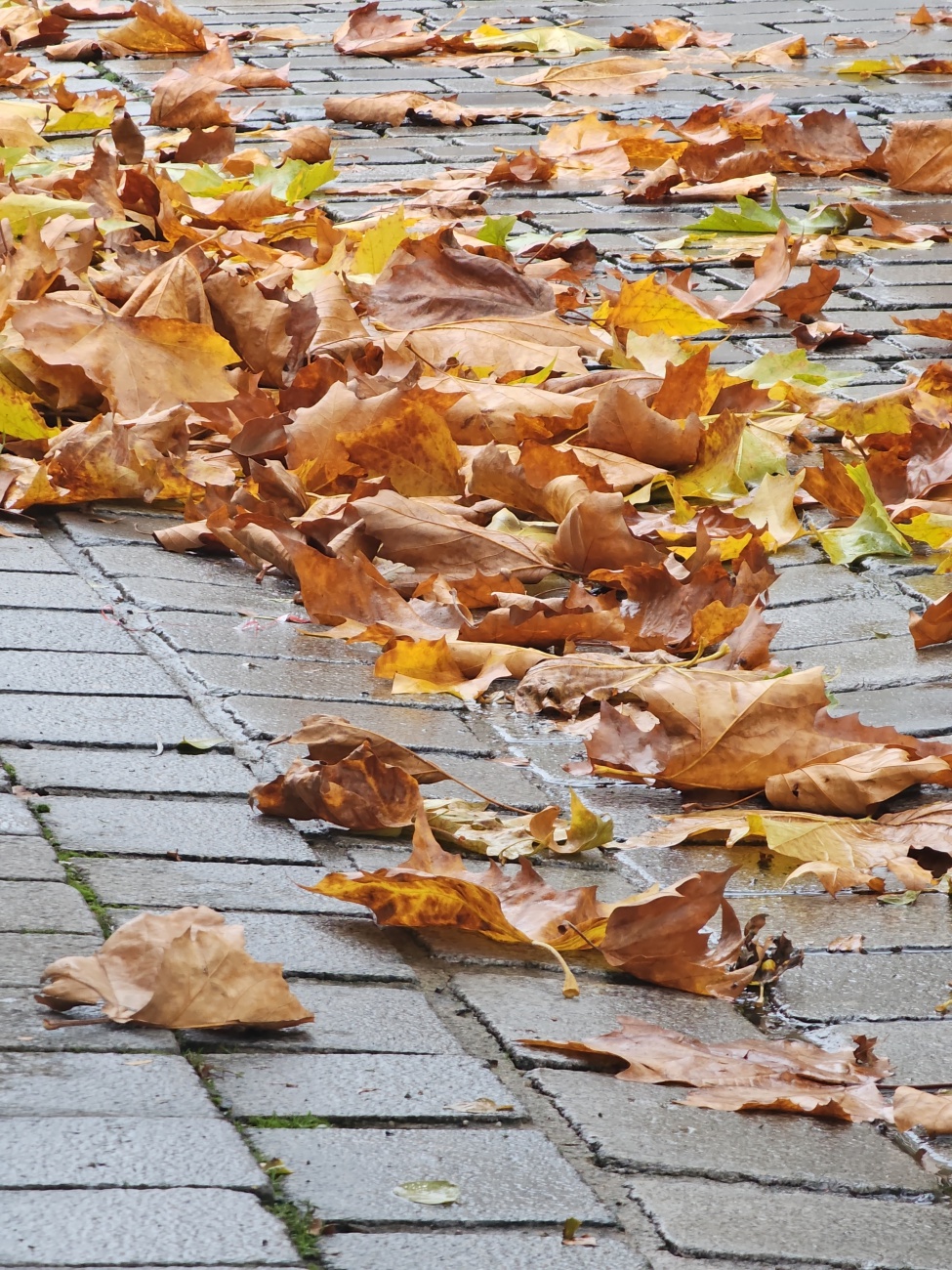 Herbstlaub sammelt sich in den Fugen der nassen Pflastersteine und bringt Farbe in den grauen Tag.