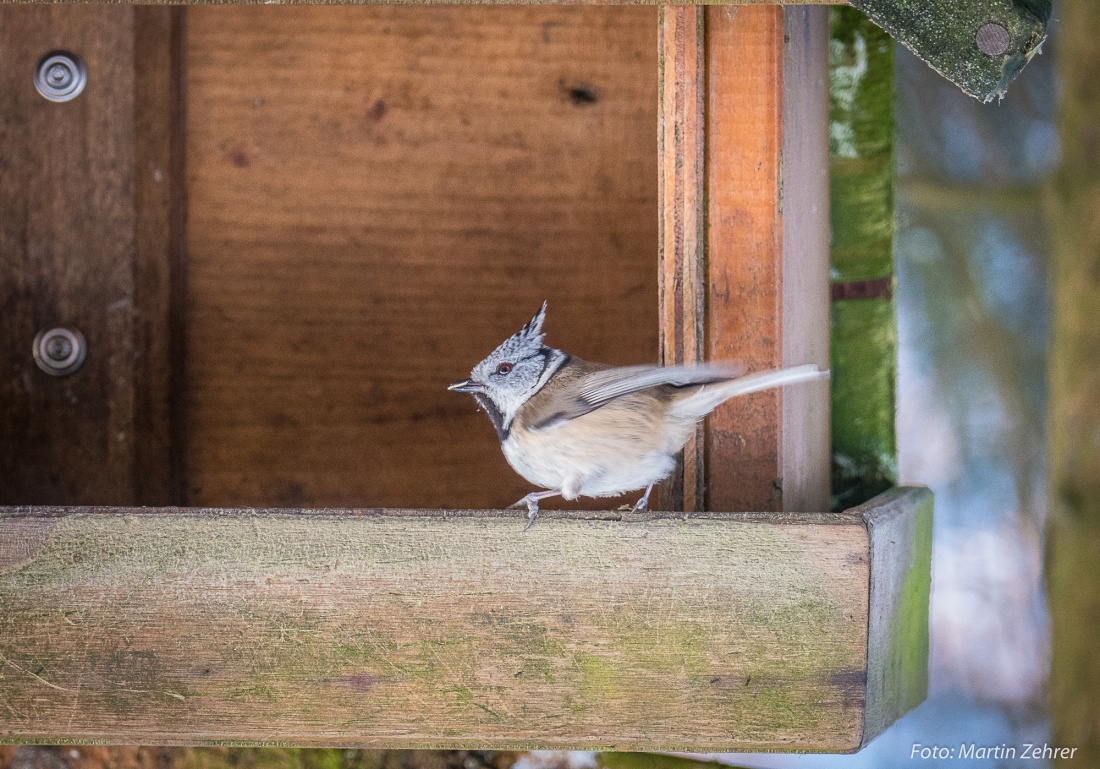 Foto: Martin Zehrer - Was für ein Vögelchen ist das?!<br />
<br />
Lerche, Haubenmeise?<br />
<br />
Es scheint tatsächlich keine Lerche zu sein, sondern eine Haubenmeise... Danke Jürgen Köstler für die Auskunft! 