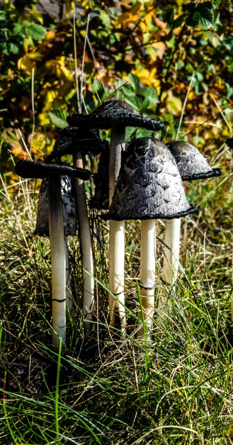 Foto: Martin Zehrer - Pilze im Herbst 