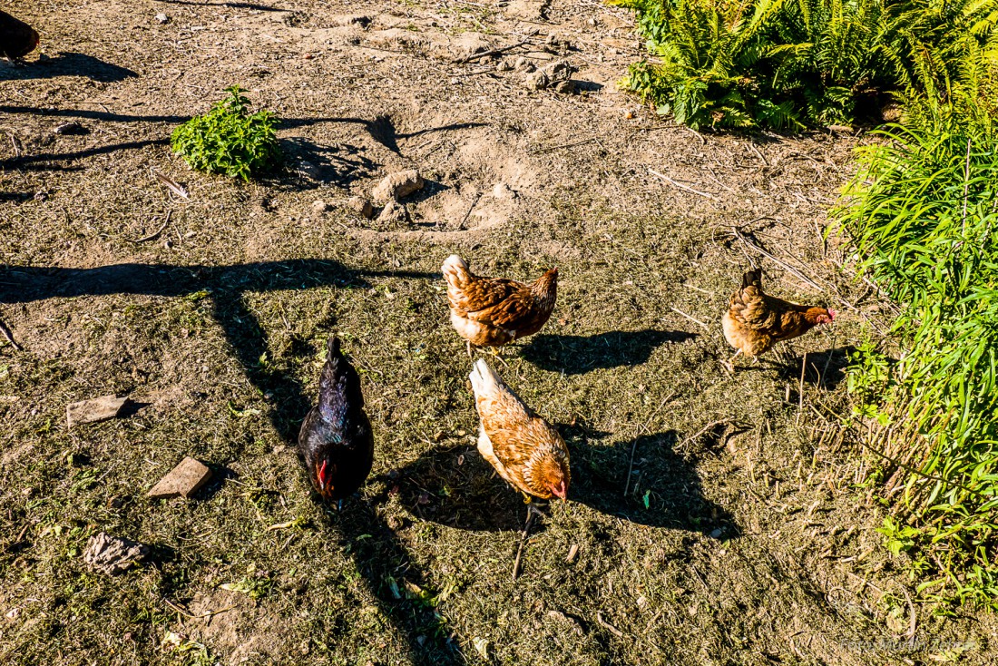 Foto: Martin Zehrer - Würmer... Wüüürrrmeerrr, wo sind Würmer??? Hühner auf Köstlers Bauernhof scharren die Erde um. 