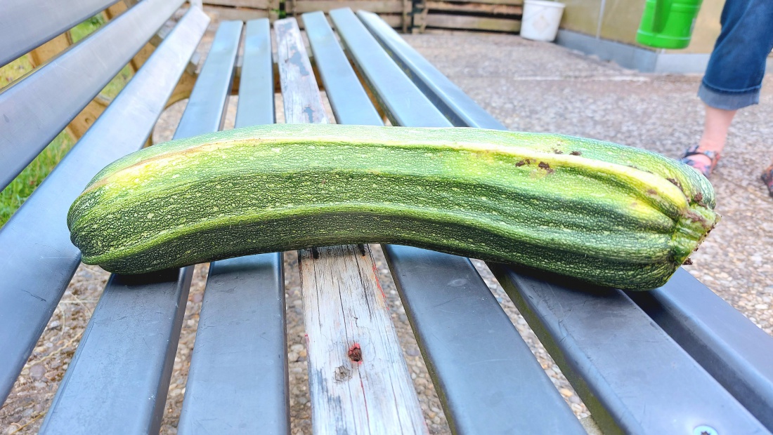 Foto: Martin Zehrer - Unglaublich groß: Eine Riesen-Zucchini aus dem Garten von Agnes und Alois.<br />
<br />
In Scheiben geschnitten und von Schatzi paniert, schmecken diese dann wie viele kleine Schni 