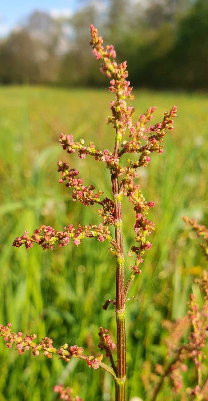 Foto: Martin Zehrer - Gesehen beim Wandern zur Tauritzmühle:<br />
<br />
Der Wiesen-Sauerampfer (Rumex acetosa), auch Sauerampfer, Sauerlump (Sachsen) oder Suurampfere (Schweiz) genannt, ist eine Pflan 