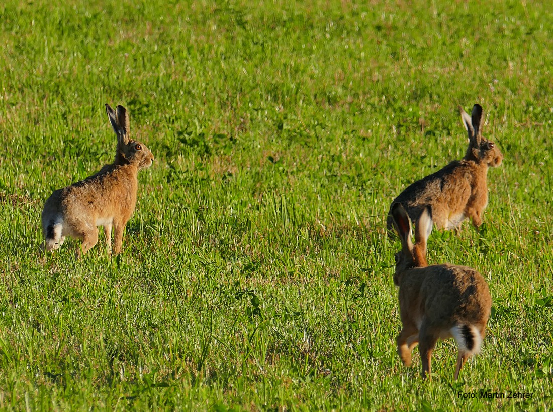 Foto: Martin Zehrer - Drei beste Freunde... 3 Feldhasen lassens auf einer Wiese zwischen Kuchenreuth und Schönreuth richtig krachen. Scheinbar sind die liebestoll ;-) 