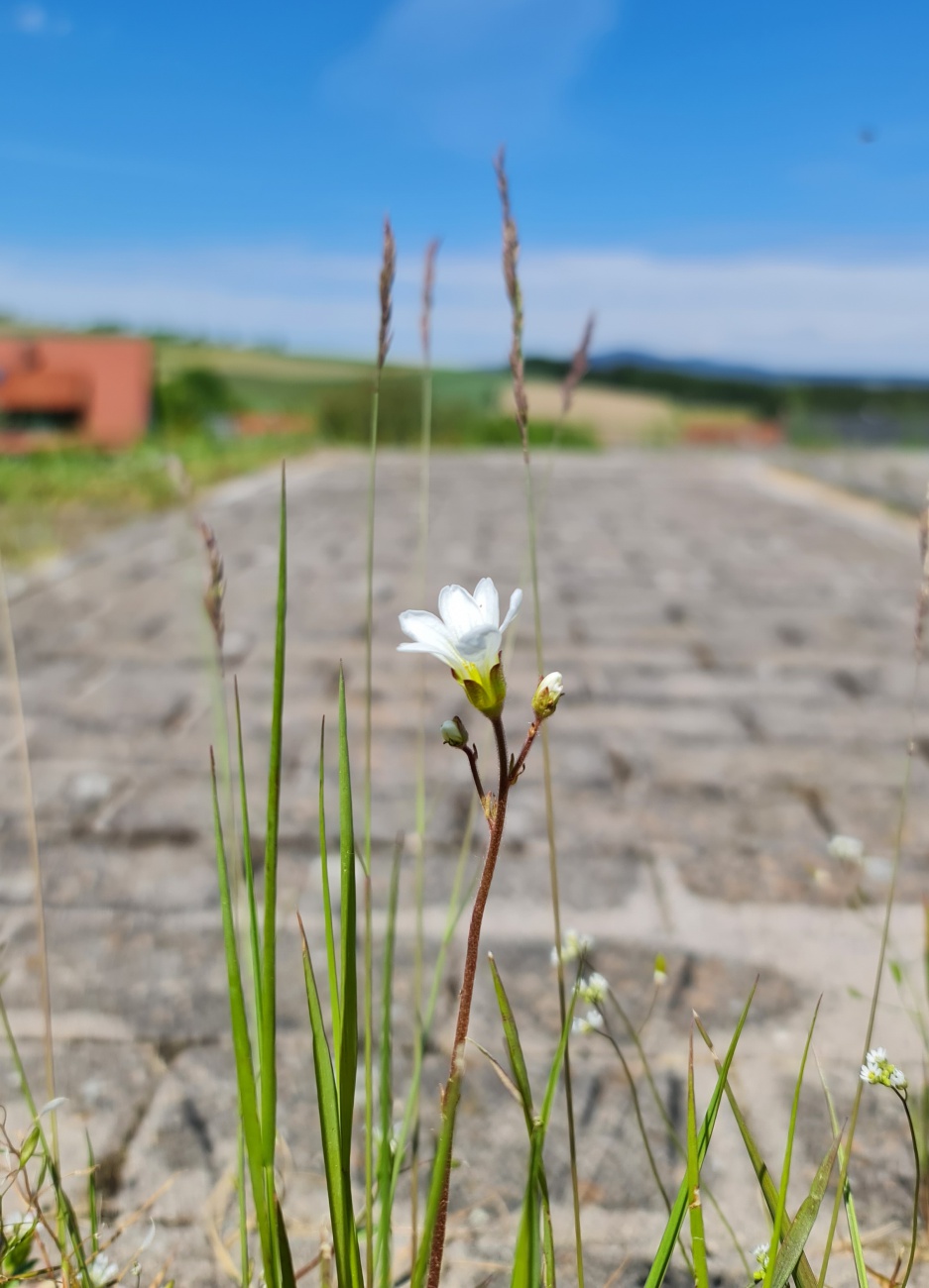 Foto: Jennifer Müller - Heut sind wir von Neusteinreuth aus nach Godas ins Zentrum hoch gewandert. Bepackt mit einer Decke und ner kleinen Brotzeit genossen wir das herrliche Sommer-Sonnen-Wette 