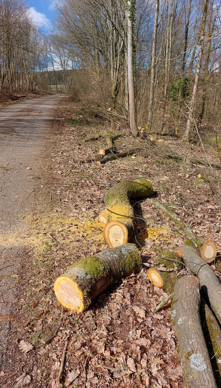 Foto: Martin Zehrer - Holz... Wandern rund um Immenreuth  