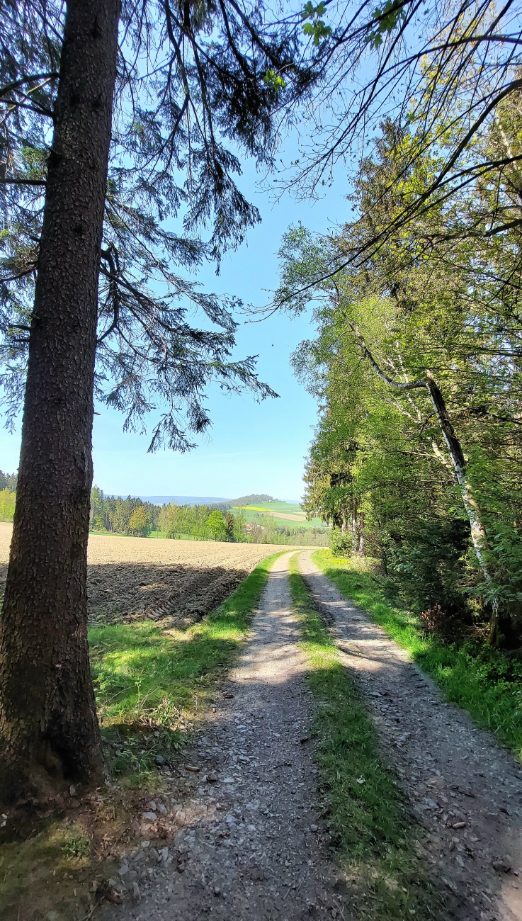 Foto: Martin Zehrer - Unterwegs im Zissler-Wald... 