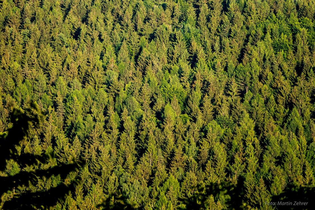 Foto: Martin Zehrer - Der Helmes-Wald in den Abendstunden. Aufgrund der tiefstehenden Sonne werfen die Bäume musterhafte Schatten. In solchen Momenten lassen sich die unglaublichen Mengen an B 