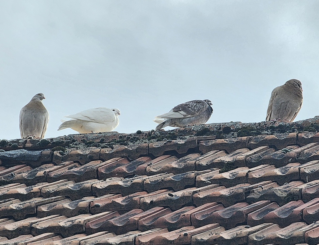 Wunderschöne Tauben auf dem Dach...
