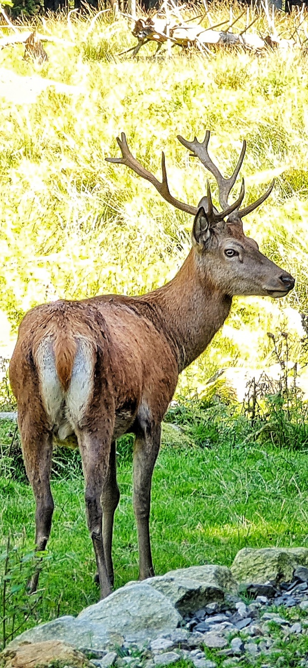 Foto: Jennifer Müller - Das Wildgehege am Steinwald...<br />
Von Pfaben aus sind wir heute über das Waldhaus hoch zur Platte. Auf 946 Höhenmetern lädt der 35 Meter hohe Aussichtsturm ein, sich die wu 