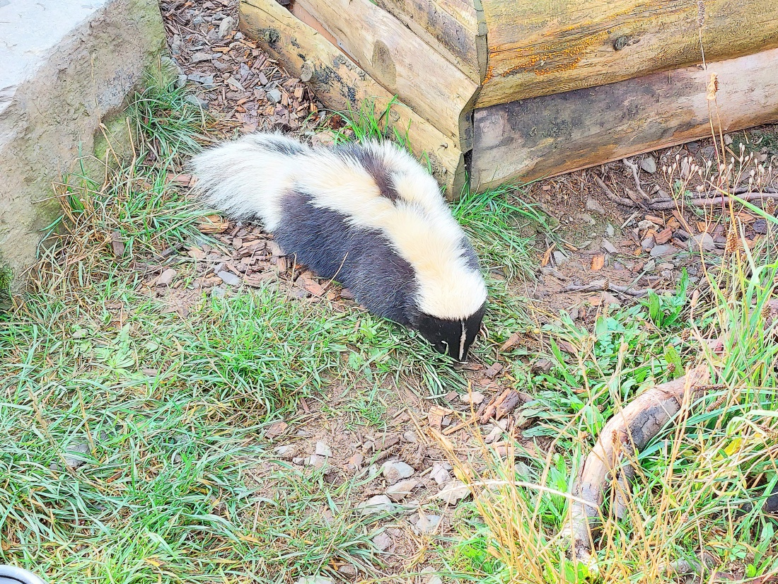 Foto: Martin Zehrer - Ein nettes Stinktier, mit Futter angelockt...<br />
<br />
Das Stinktier, auch als Skunk bekannt, gehört zur Familie der Marder (Mustelidae) und ist vor allem für seinen charakteri 