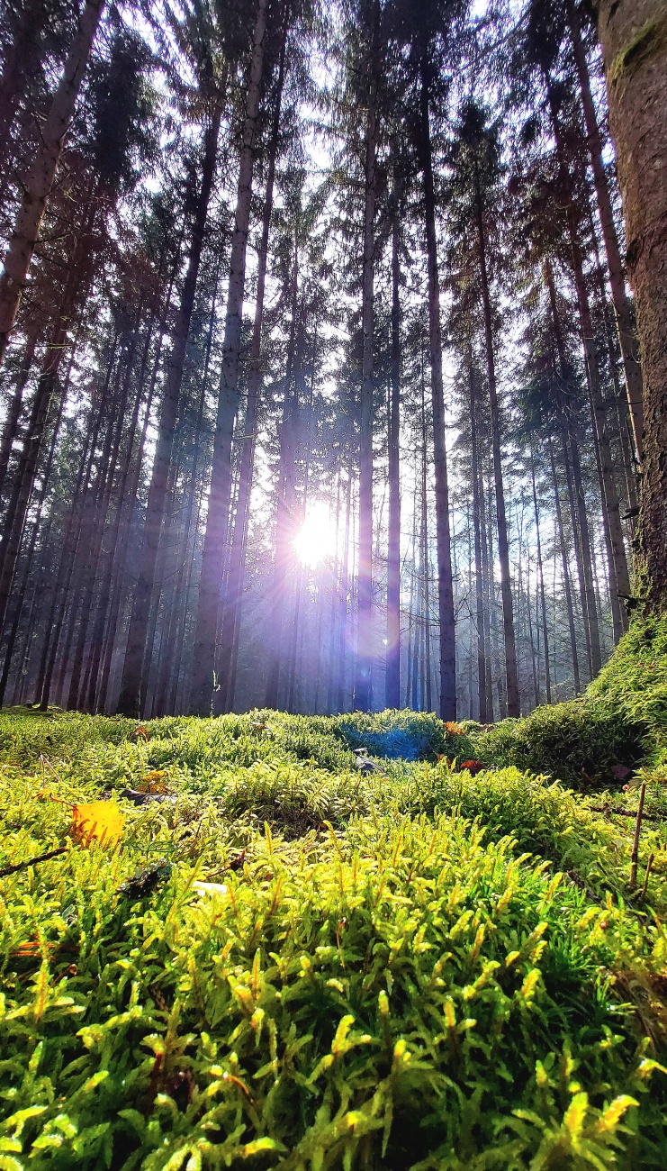 Foto: Martin Zehrer - Herrliche Eindrücke beim Wandern rund um den Rußweiher. <br />
Moos in der Herbst-Sonne... 