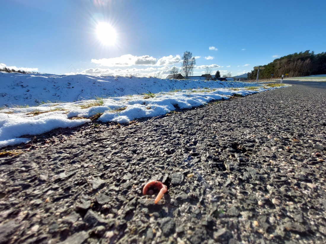 Foto: Martin Zehrer - Ein Regenwurm in der Wintersonne bei ca. 1 Grad Luft-Temperatur. 