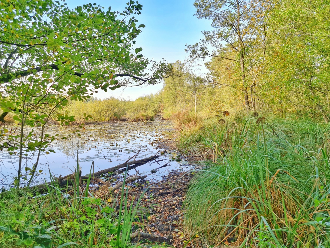 Foto: Jennifer Müller - Der Obersee (großer Rußweiher) in Eschenbach. Ein sehr sehenswertes Naturschutzgebiet in der Oberpfalz mit vielen verschiedenen Vogelarten und einer großartigen Landschaf 