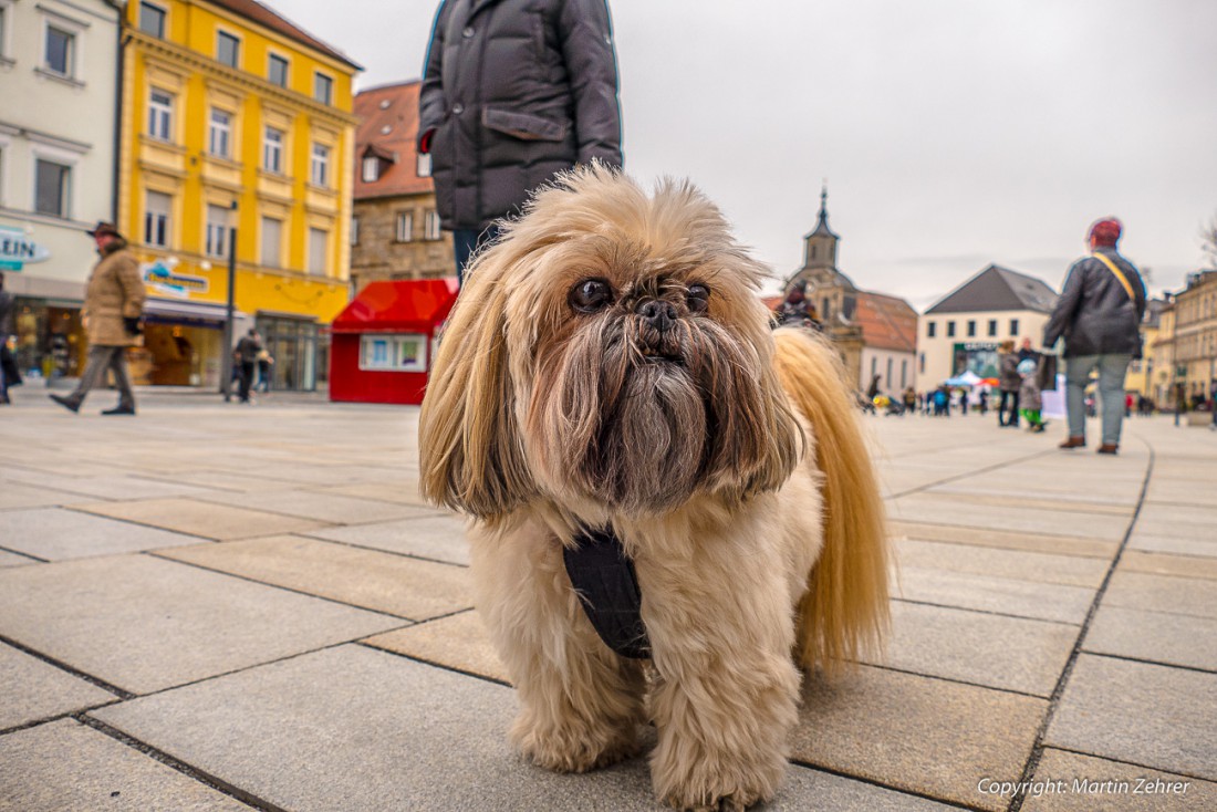 Foto: Martin Zehrer - Hund in Bayreuth in der Fußgängerzone... 
