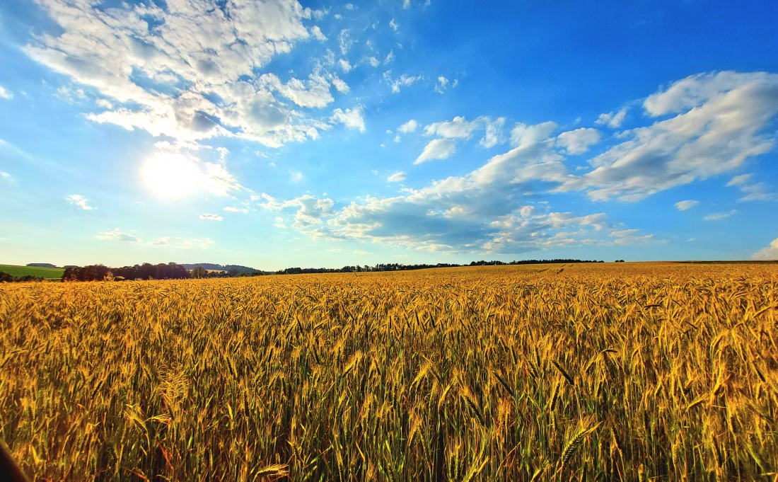 Foto: Martin Zehrer - Es reift dahin... <br />
<br />
Ein wunderschöner Sommer-Sonntag... 