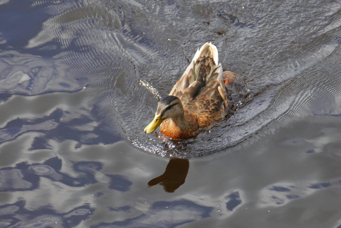 Foto: Martin Zehrer - Eine Ente auf dem Fichtelsee 