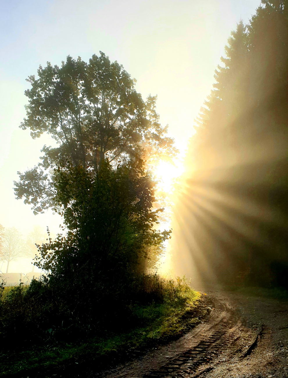 Foto: Martin Zehrer - Sonne strahlt... :-) 