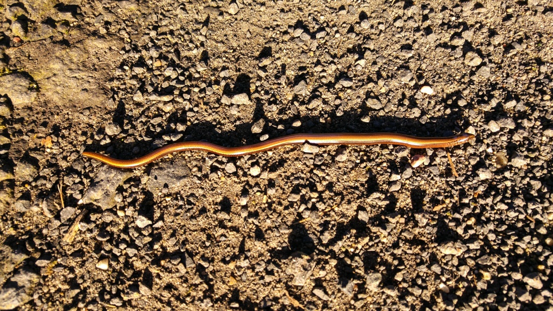 Foto: Martin Zehrer - Eine kleine Blindschleiche schleicht über den Weg. Kupferfarbend in der Abendsonne... 