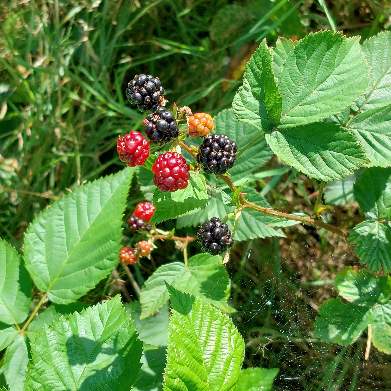 Foto: Martin Zehrer - Brombeeren (Rubus sect. Rubus) im neusorger Wald.<br />
<br />
Fibt lecker Marmelade... 