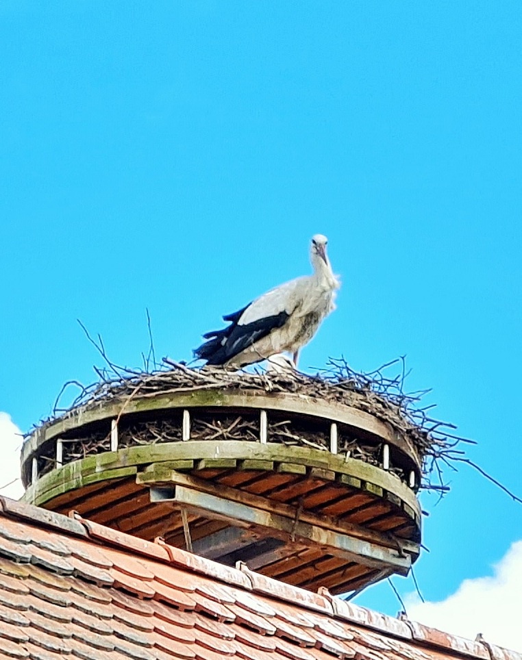 Foto: Jennifer Müller - Das Storchen-Pärchen von Luhe... 