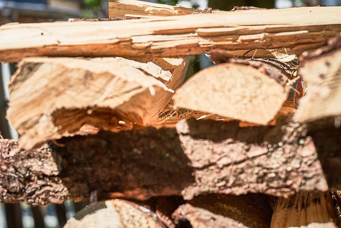 Foto: Martin Zehrer - Gut versteckt im Holzstoß - Eine Ringelnatter... ;-) 