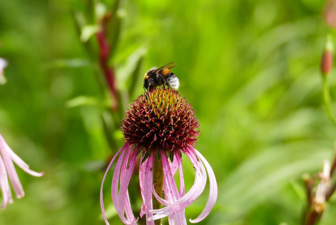 Foto: Martin Zehrer - ÖKOLOGISCH-BOTANISCHER GARTEN - Umwerfend viele Pflanzen... ca. 12000 verschiedene Arten erwarten die Besucher... Der Eintritt ist frei! ;-) 