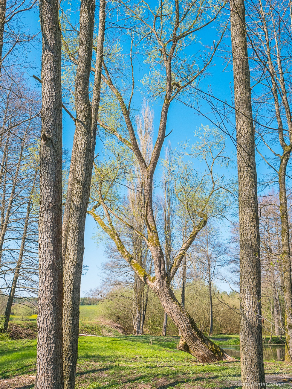Foto: Martin Zehrer - Grumm in den Frühling wachsen... Gesehen beim Wandern zwischen Göppmannsbühl und der Tauritzmühle. 