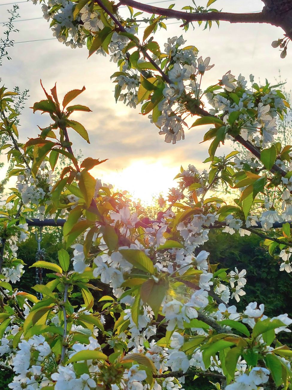 Foto: Martin Zehrer - Frühlingsblüten bei lieben Menschen... 