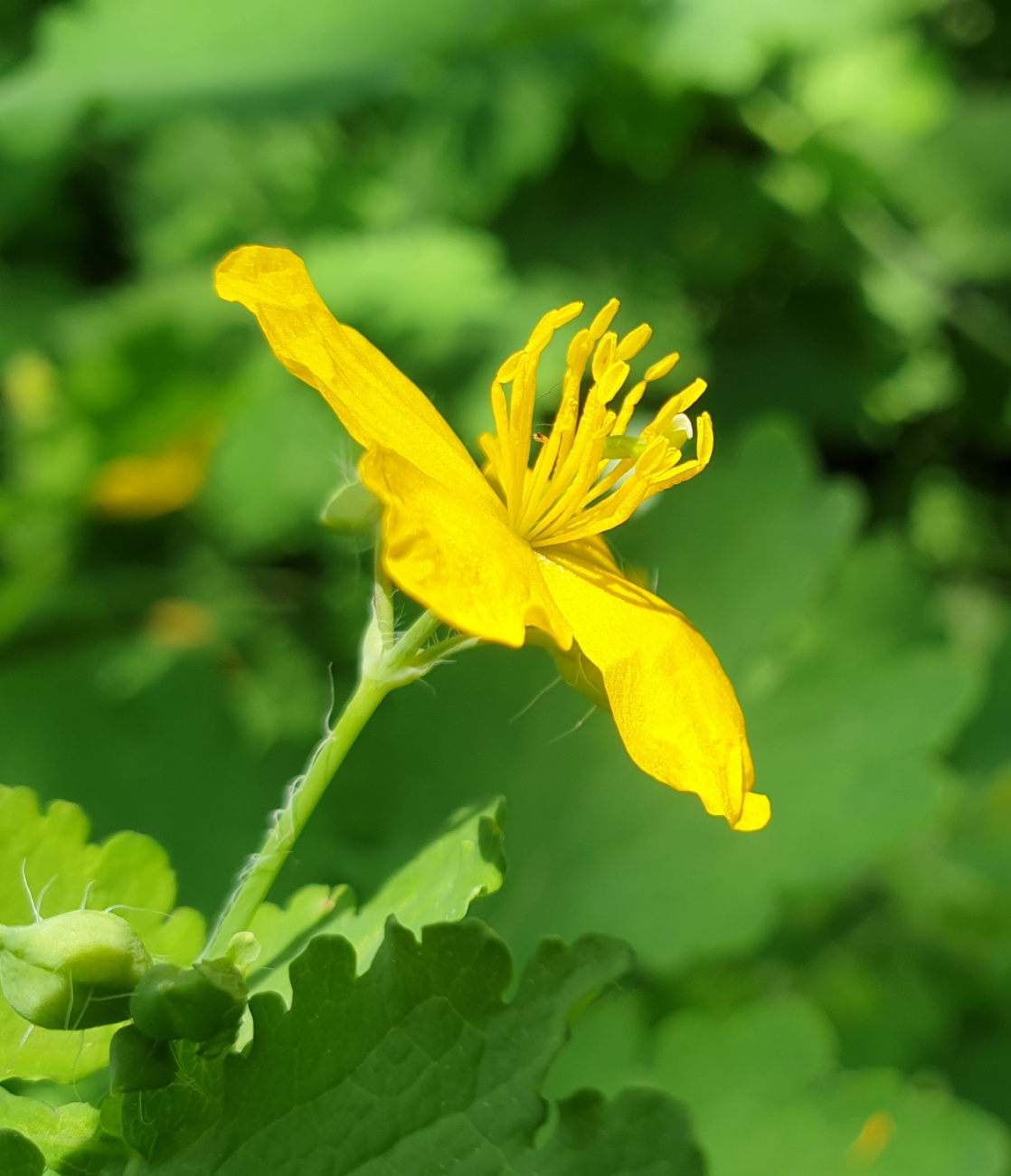 Foto: Martin Zehrer - Blume an einem Weiher zwischen Berndorf und Immenreuth... 