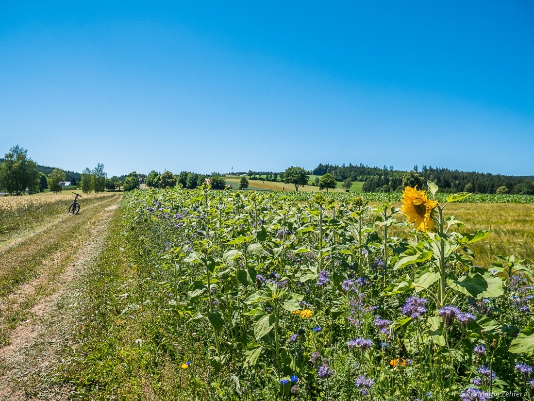 Foto: Martin Zehrer - Einzelne sind einfach schneller als andere. Hier, an diesem Acker bei Hermannsreuth, ist bereits eine Sonnenblume aufgegangen, während alle anderen noch grün herum stehen 