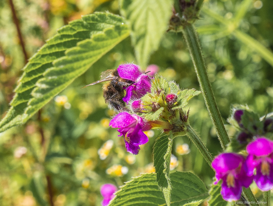 Foto: Martin Zehrer - Ein Hummel beim Naschen... 30. Juni 2018 bei Hermannsreuth! 