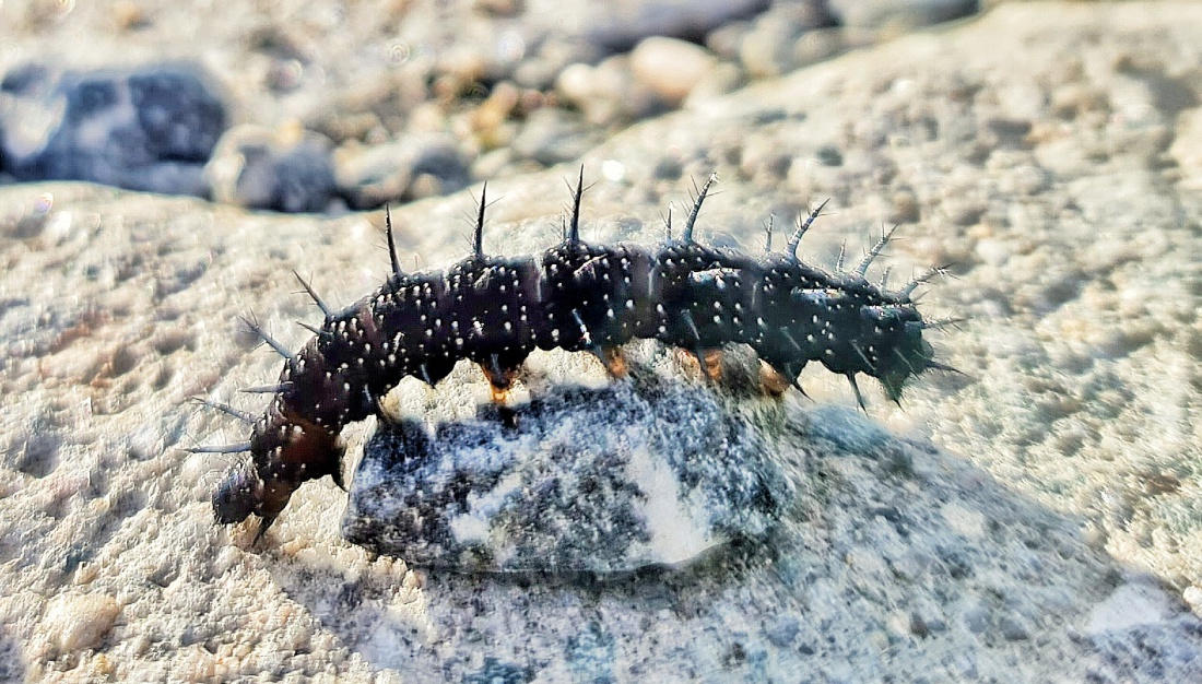 Foto: Jennifer Müller - Eine kleine Raupe... gesehen beim Aufstieg zum Schlossberg.  